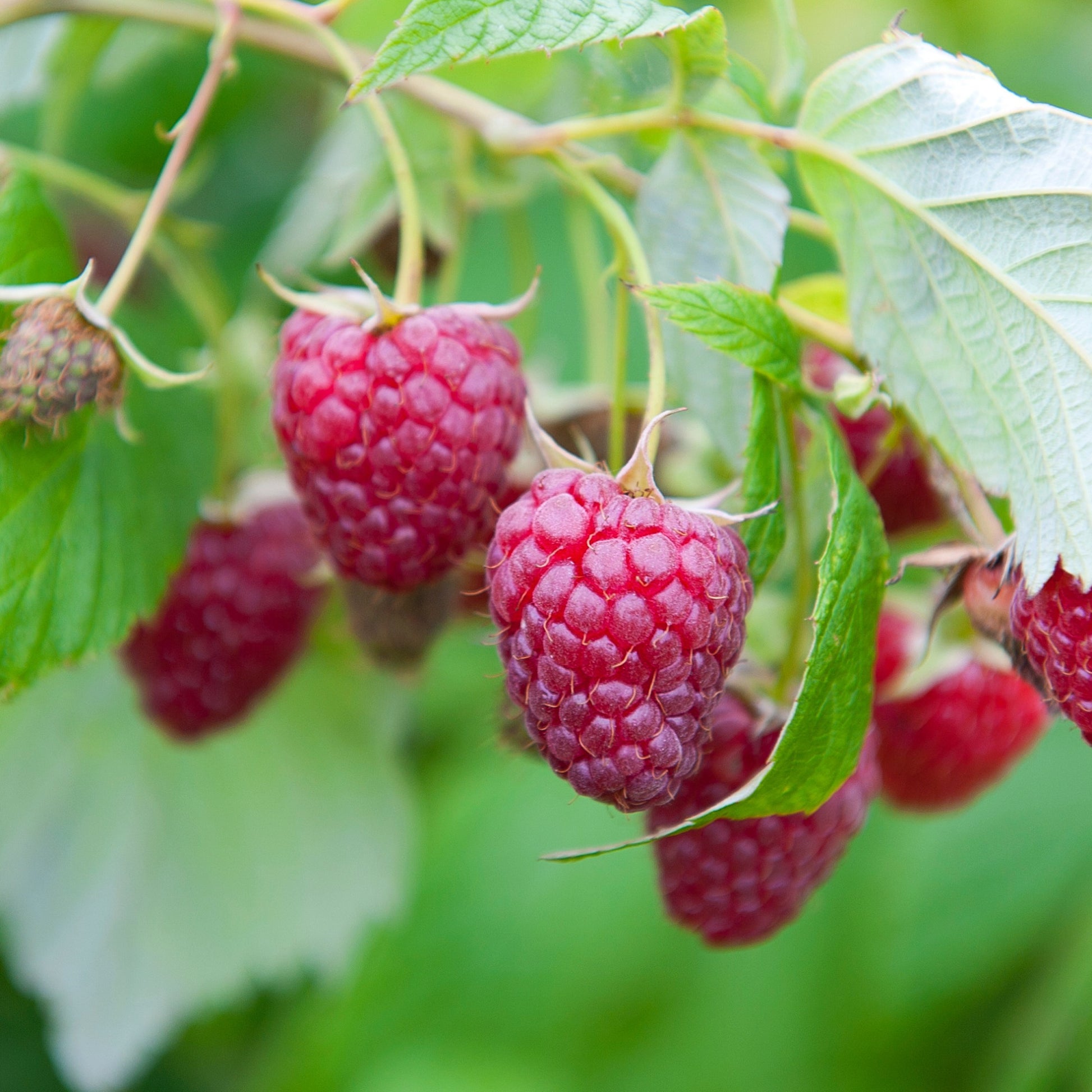 Himbeer-Kollektion ‘Marastar’, ‘Fallgold’, ‘Sumo 2’ (x3) - Rubus idaeus Marastar ®, Sumo 2, Fallgold - Bakker