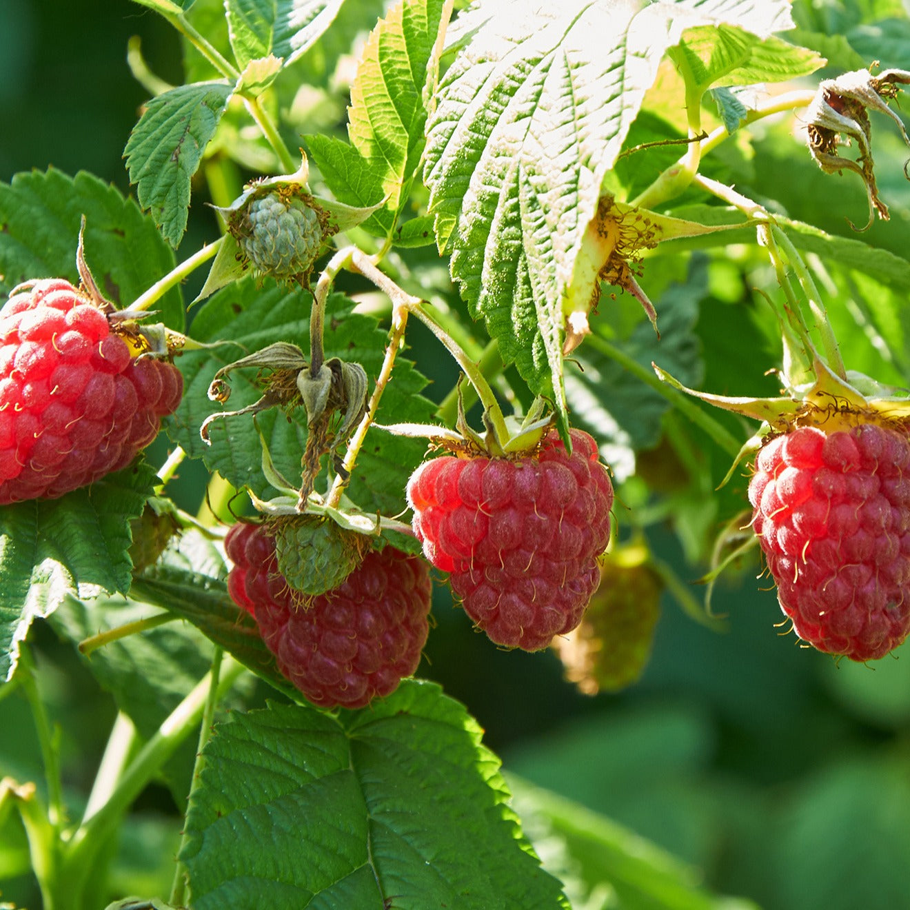 Himbeeren - Himbeer-Kollektion ‘Marastar’, ‘Fallgold’, ‘Sumo 2’ (x3) - Rubus idaeus Marastar ®, Sumo 2, Fallgold