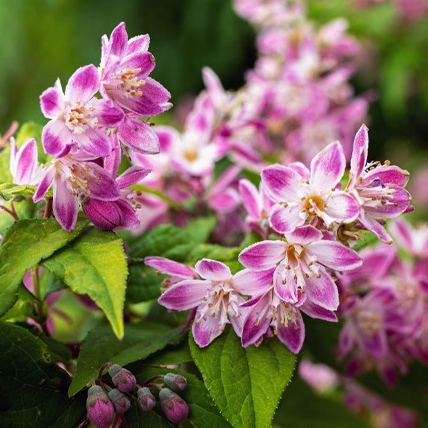 Erdbeerduft-Deutzie - Deutzia Strawberry Field - Bakker