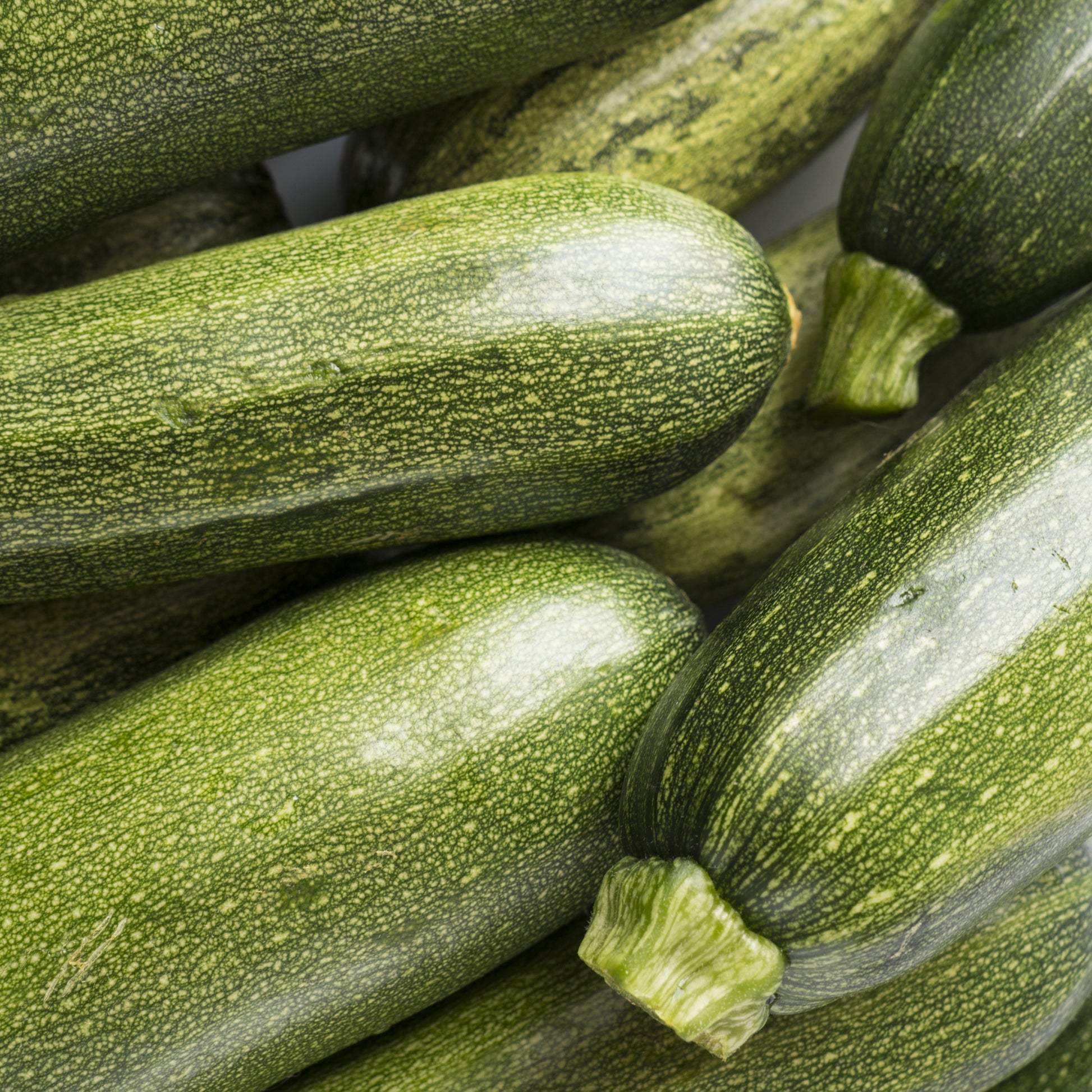 Zucchini Tarmino F1 - Cucurbita pepo Tarmino F1 - Bakker