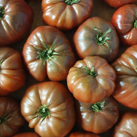 Tomatenpflanzen ‘Schwarze Krim’ (x3) - Bakker