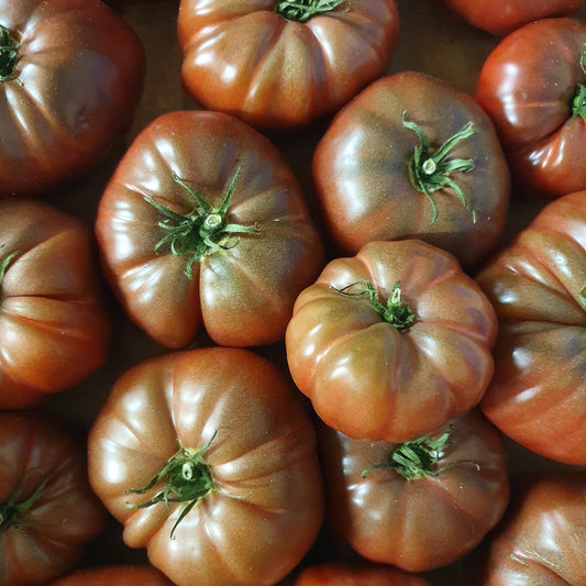 Tomatenpflanzen ‘Schwarze Krim’ (x3) - Bakker