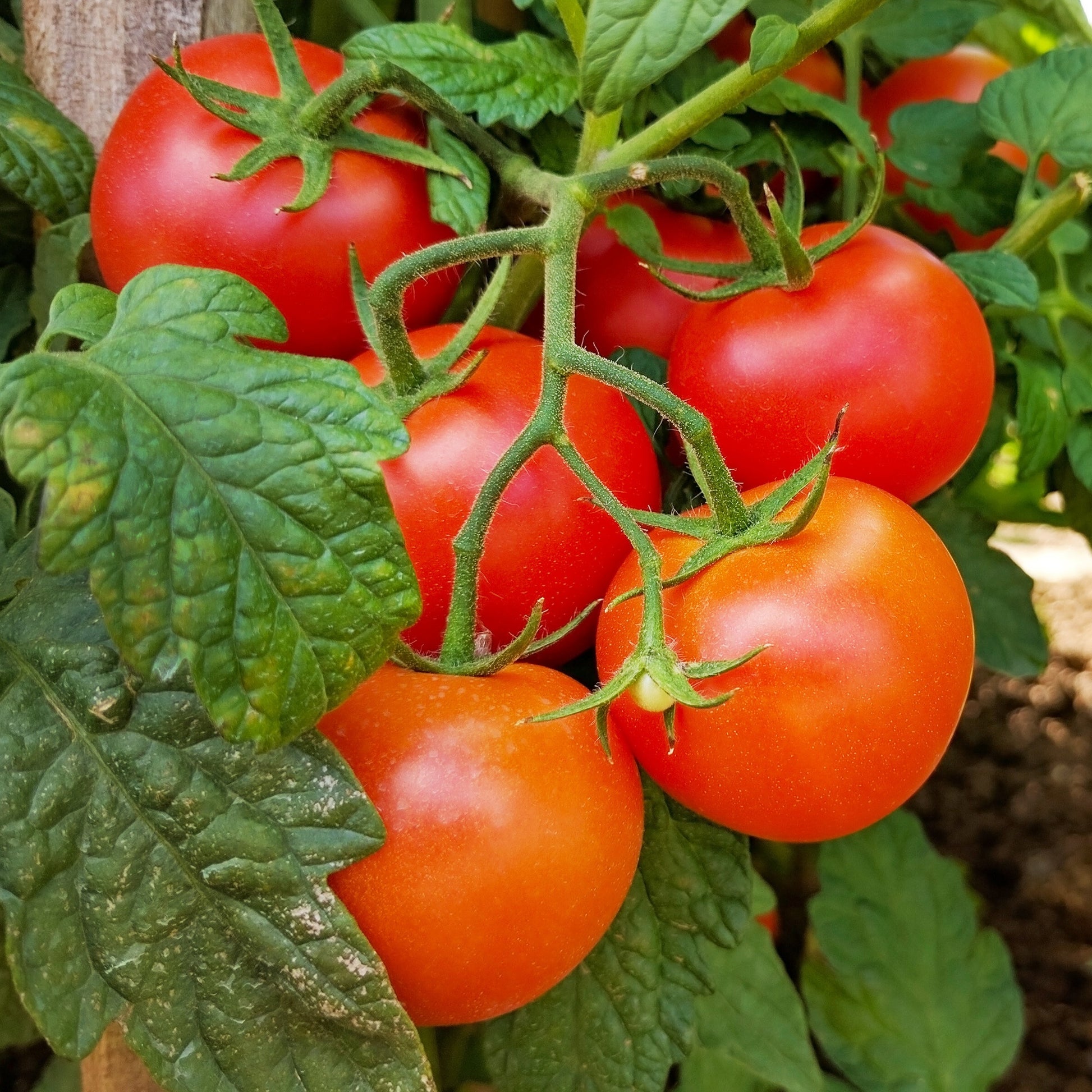 Tomatenpflanzen ‘Premio’ F1 (x3) - Bakker