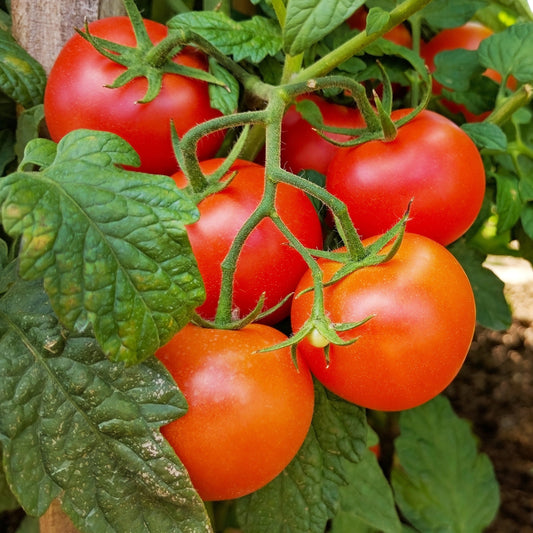 Tomatenpflanzen ‘Premio’ F1 (x3) - Bakker