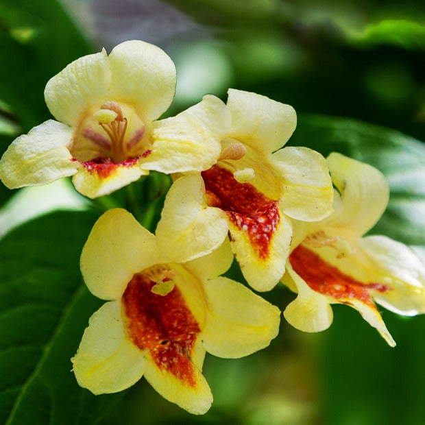 Gelbe Weigelie - Weigela middendorffiana - Bakker