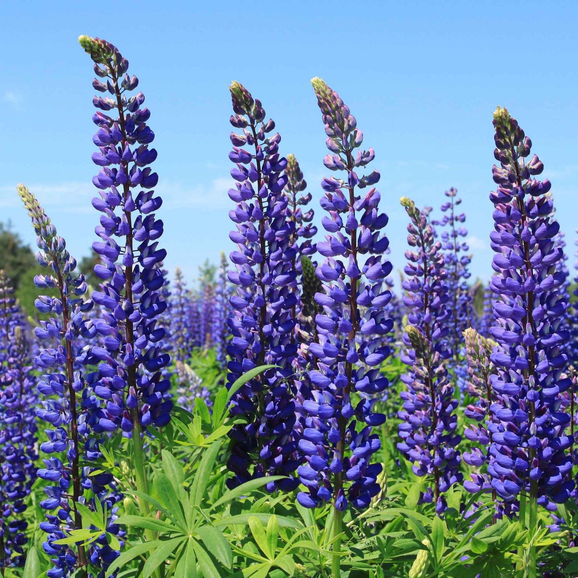 Lupine ‘Russell Blue’ (x3) - Lupinus Russell blue - Bakker