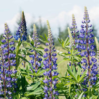 Lupine ‘Russell Blue’ (x3) - Bakker