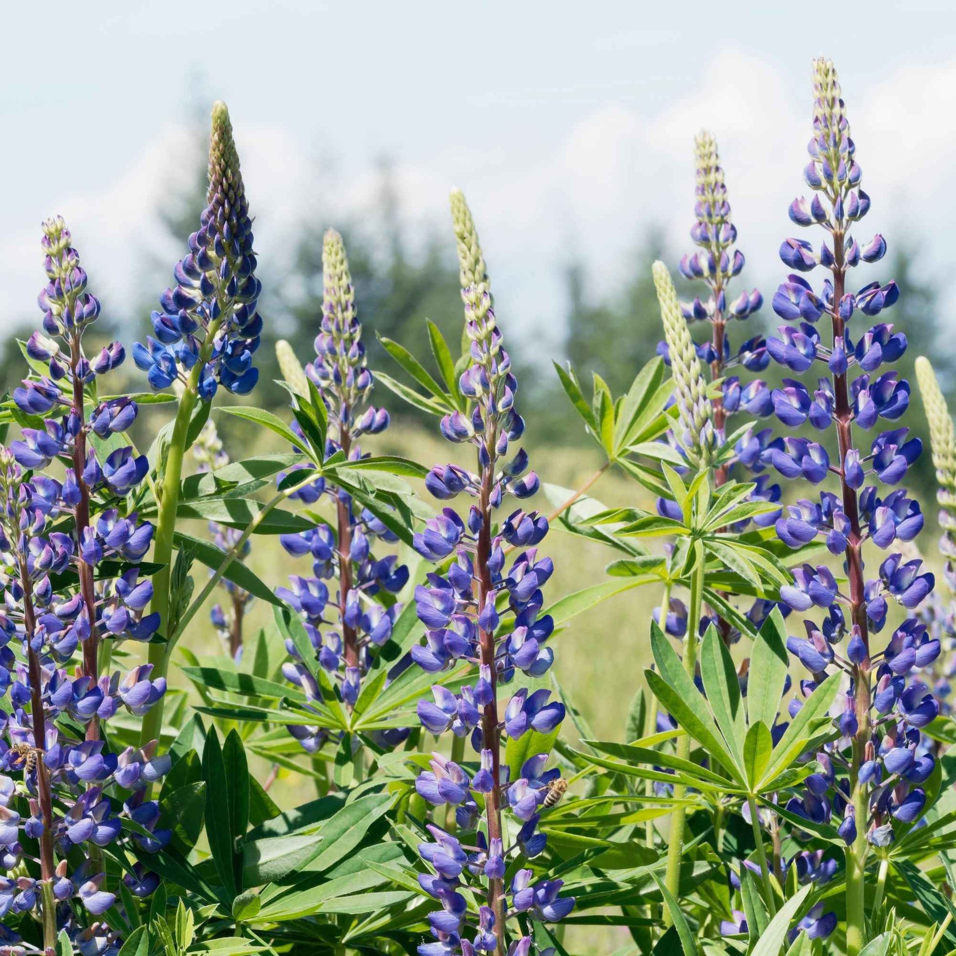 Lupine ‘Russell Blue’ (x3) - Bakker