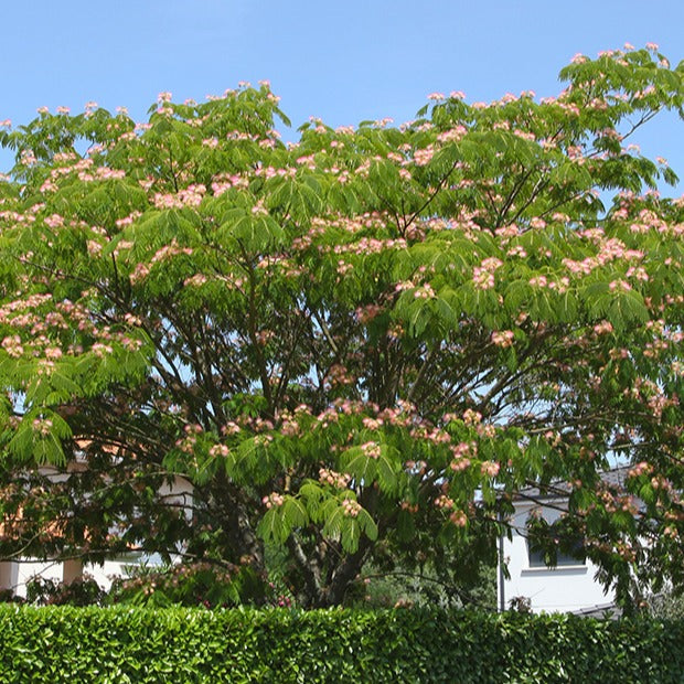 Albizia julibrissin rosea - Rosa Seidenbaum - Blühende Bäume
