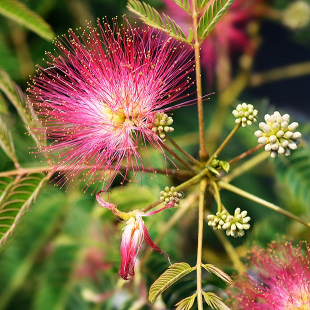 Blühende Bäume - Rosa Seidenbaum - Albizia julibrissin rosea