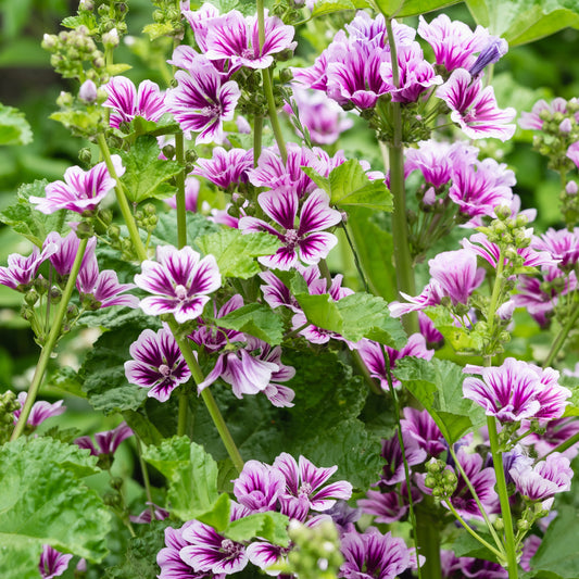 Wilde Malve Zebrina (x2) - Bakker