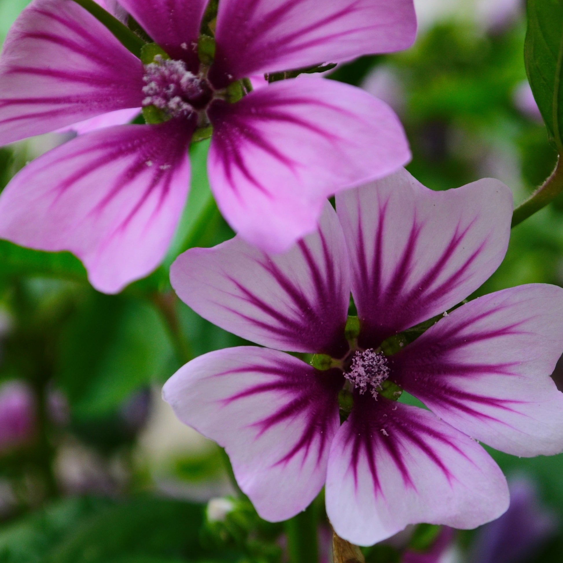 Wilde Malve Zebrina (x2) - Malva sylvestris Zebrina - Bakker