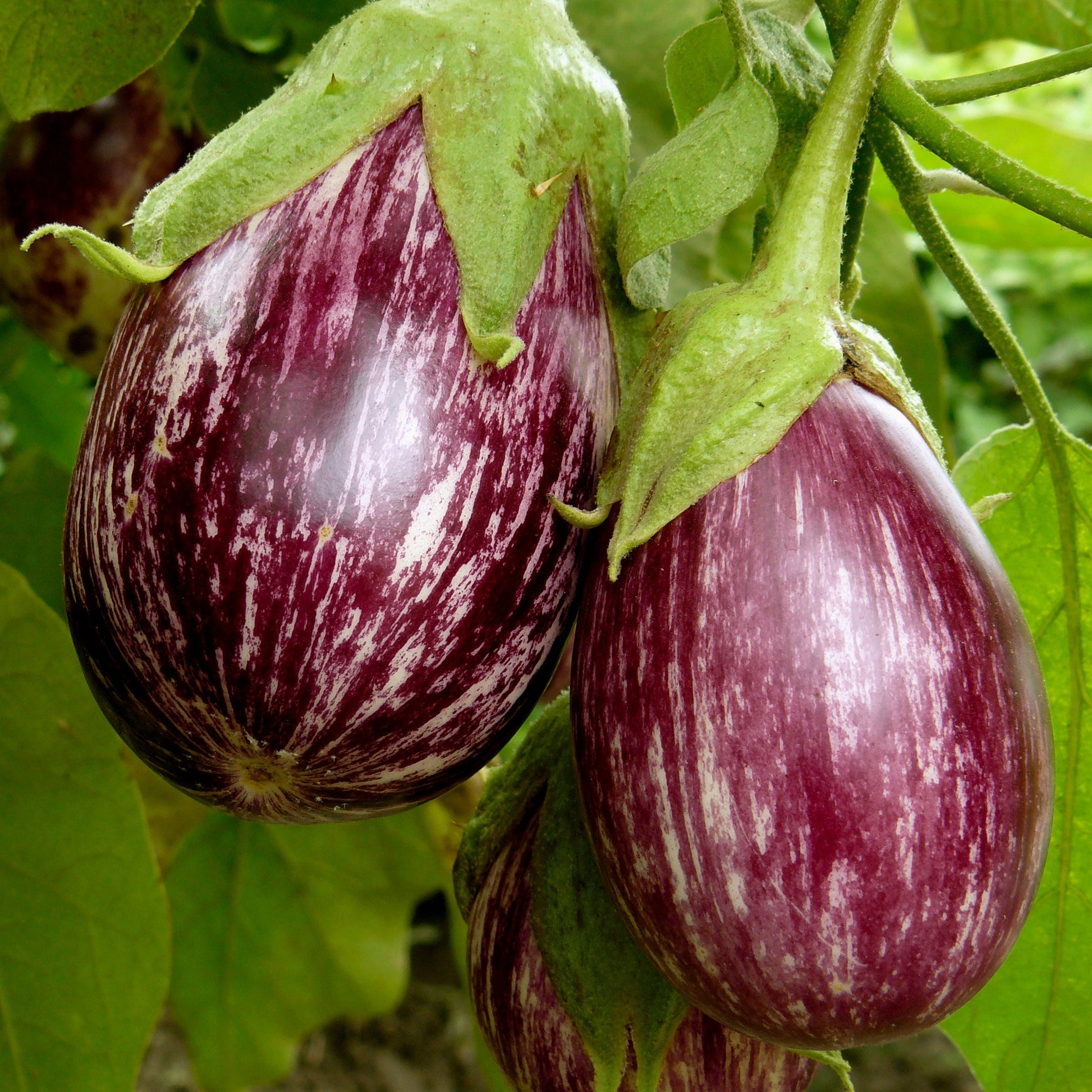 Aubergine ‘Rania’ Pflanzen (x3) - Bakker