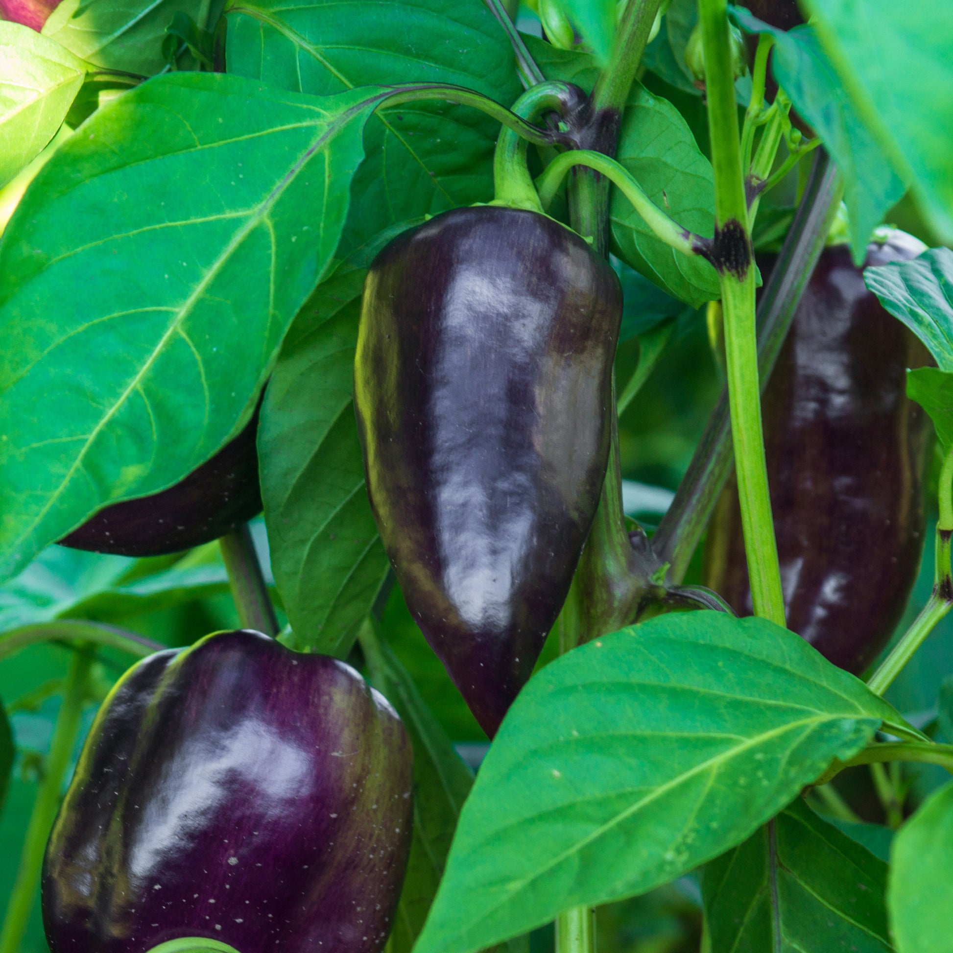 Paprika ‘Bellania’ Pflanzen (x3) - Bakker