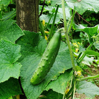 Gurke ‘Raider’ F1 Pflanzen (x3) - Bakker