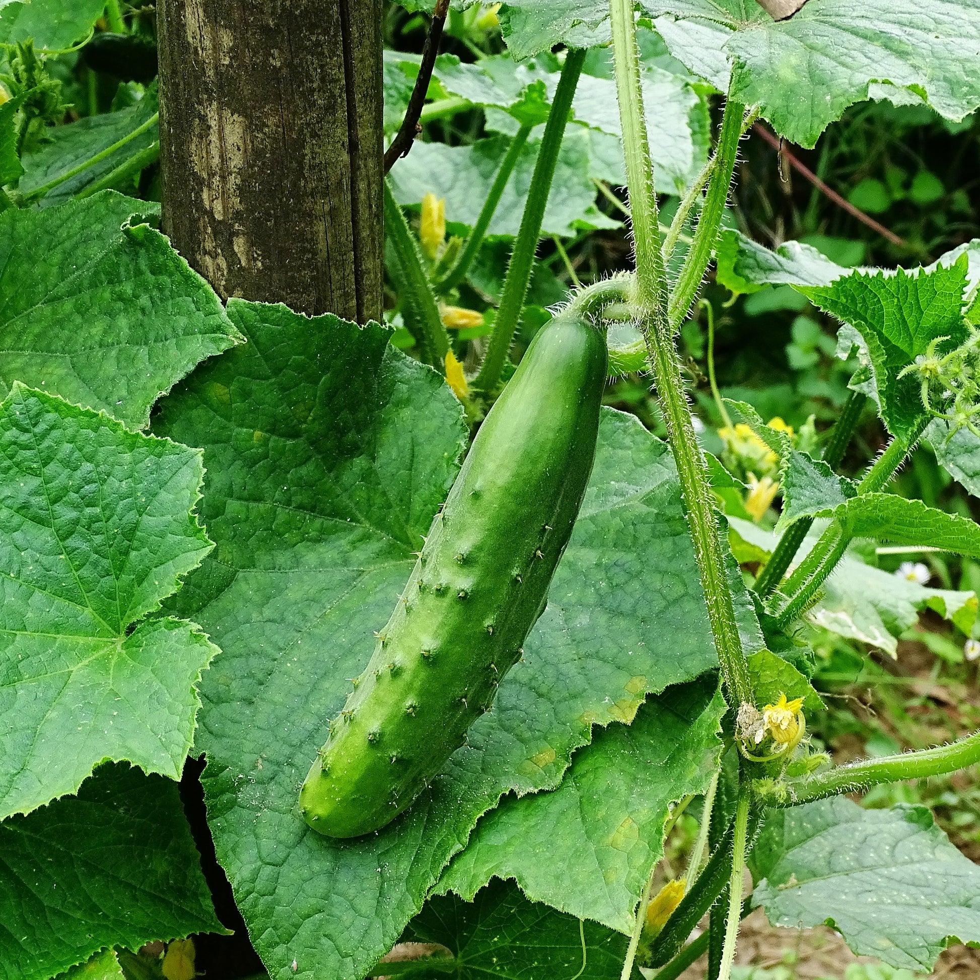Gurke ‘Raider’ F1 Pflanzen (x3) - Bakker