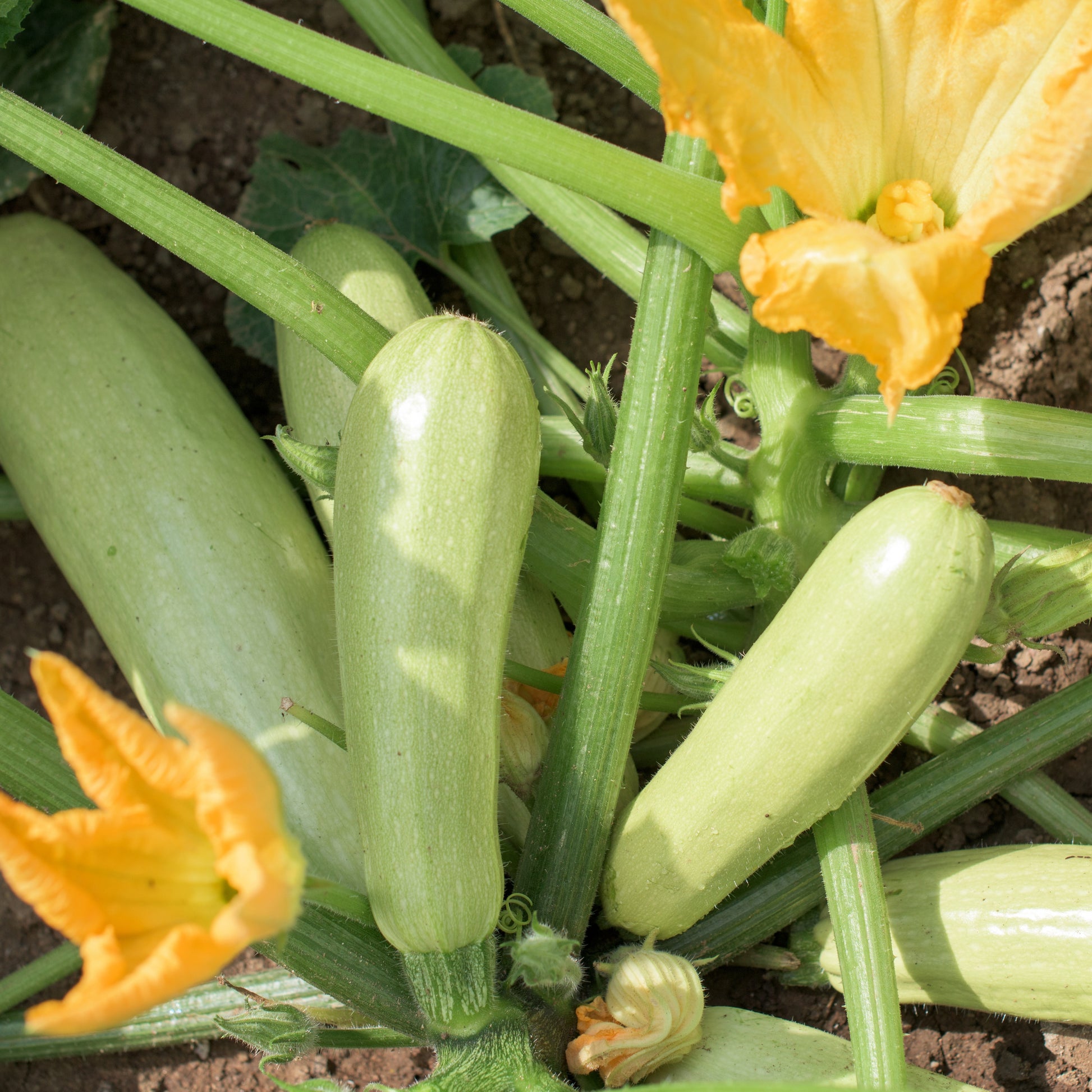Zucchini ‘Lorea’ Pflanzen (x3) - Bakker