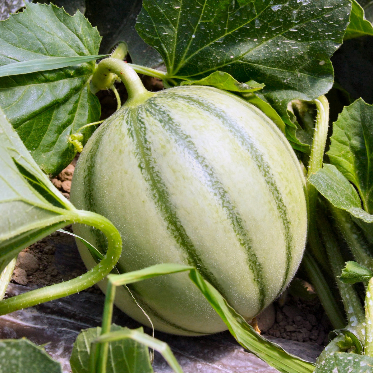 Zuckermelone Edgar F1 Pflanze - Bakker