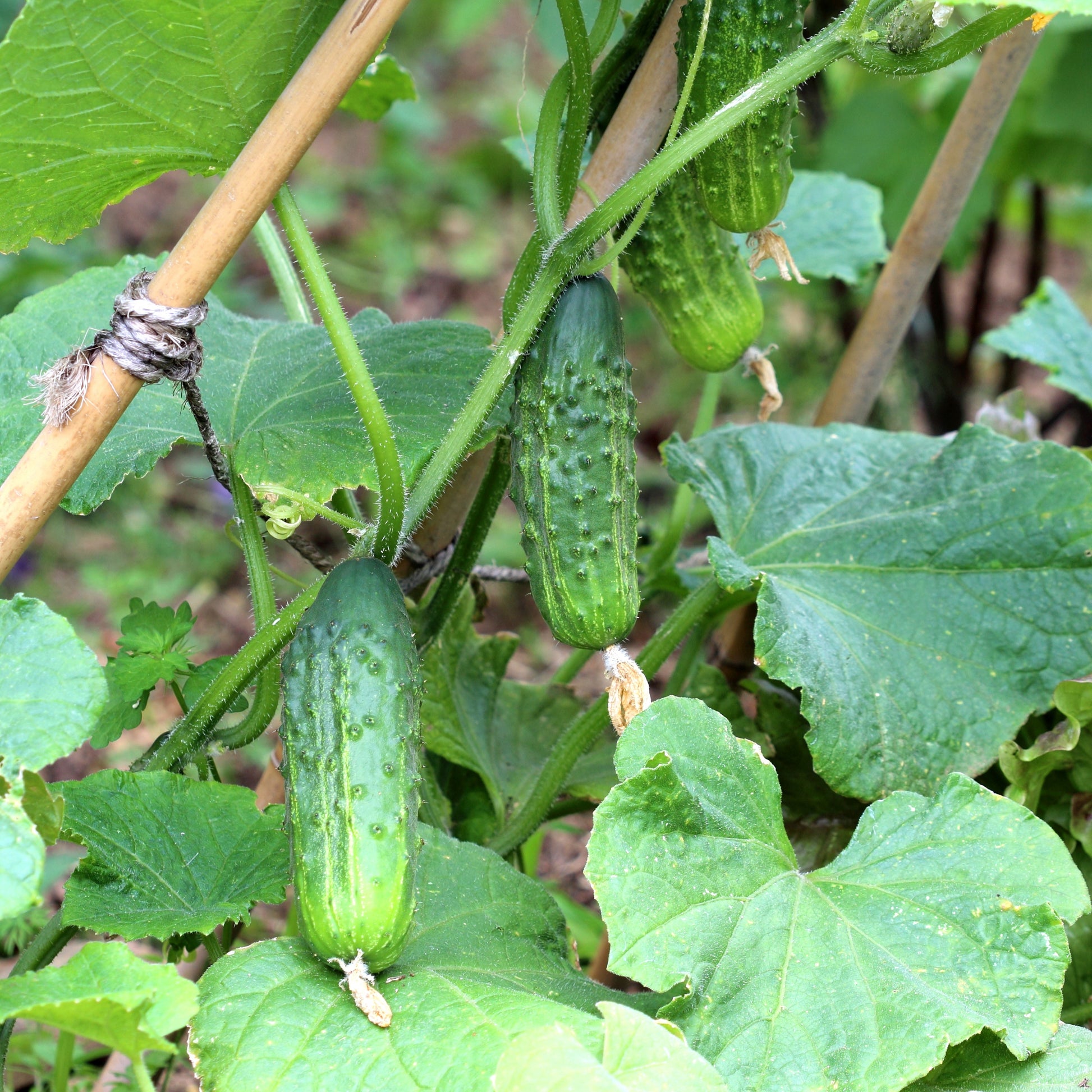 Cornichon Regal F1 Pflanzen - Bakker