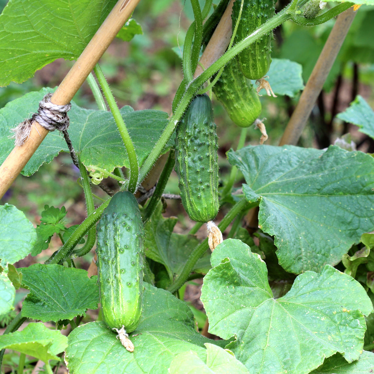 Cornichon Regal F1 Pflanzen - Bakker