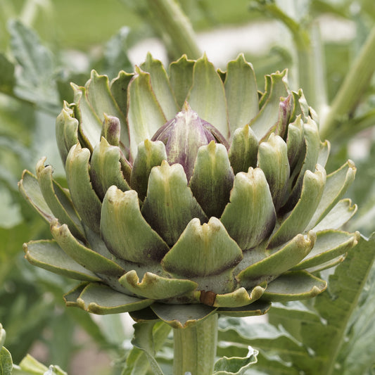 Artischocke ‘Vert de Laon’ (x3) - Bakker