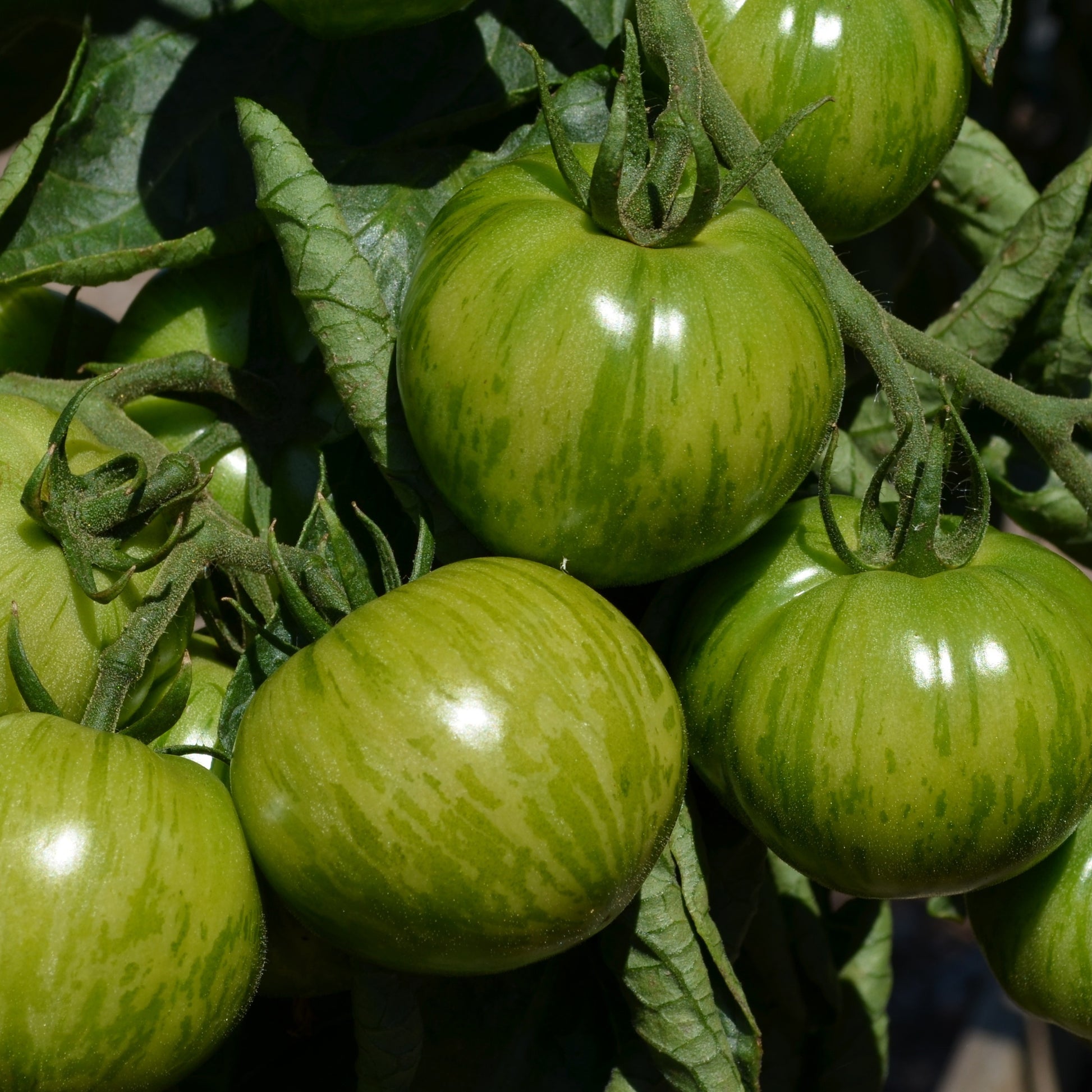 Tomate Green Zebra Pflanzen - Solanum lycopersicum green zebra - Bakker
