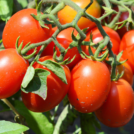 Tomate ‘Olivette Roma’ Pflanzen (x3) - Bakker