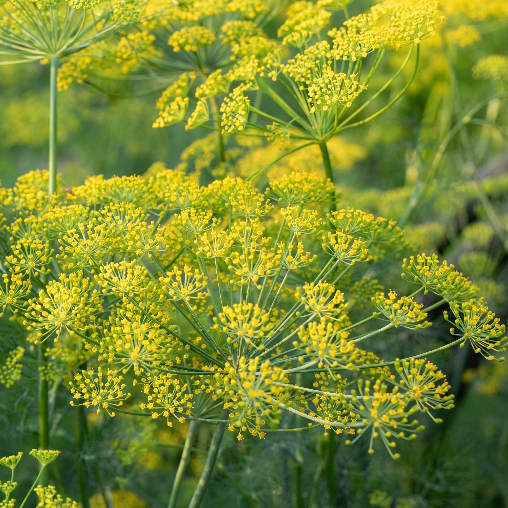 Dill Pflanze - Anethum graveolens - Bakker