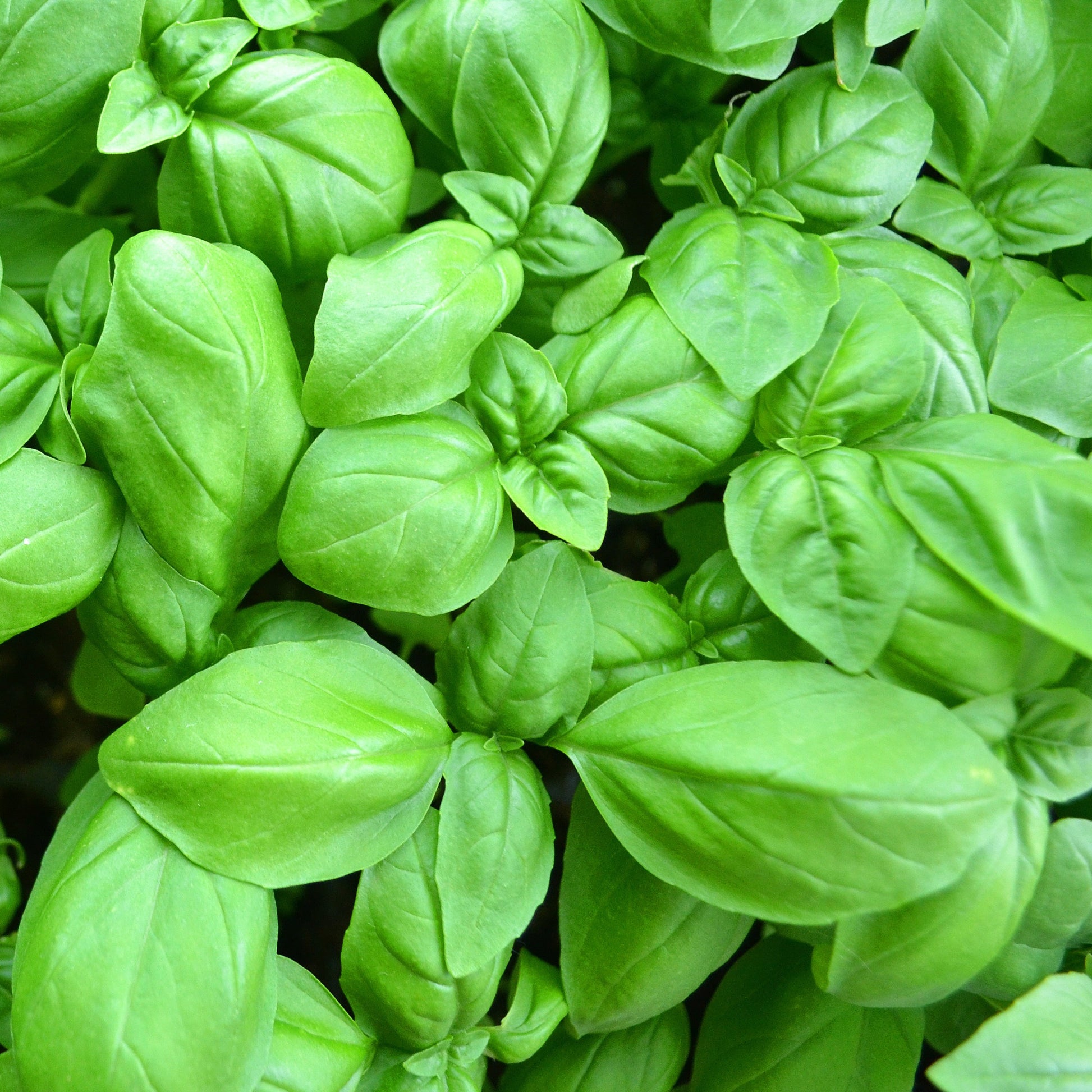 Basilikum ‘Grand Vert’ Pflanze - Ocimum basilicum - Bakker