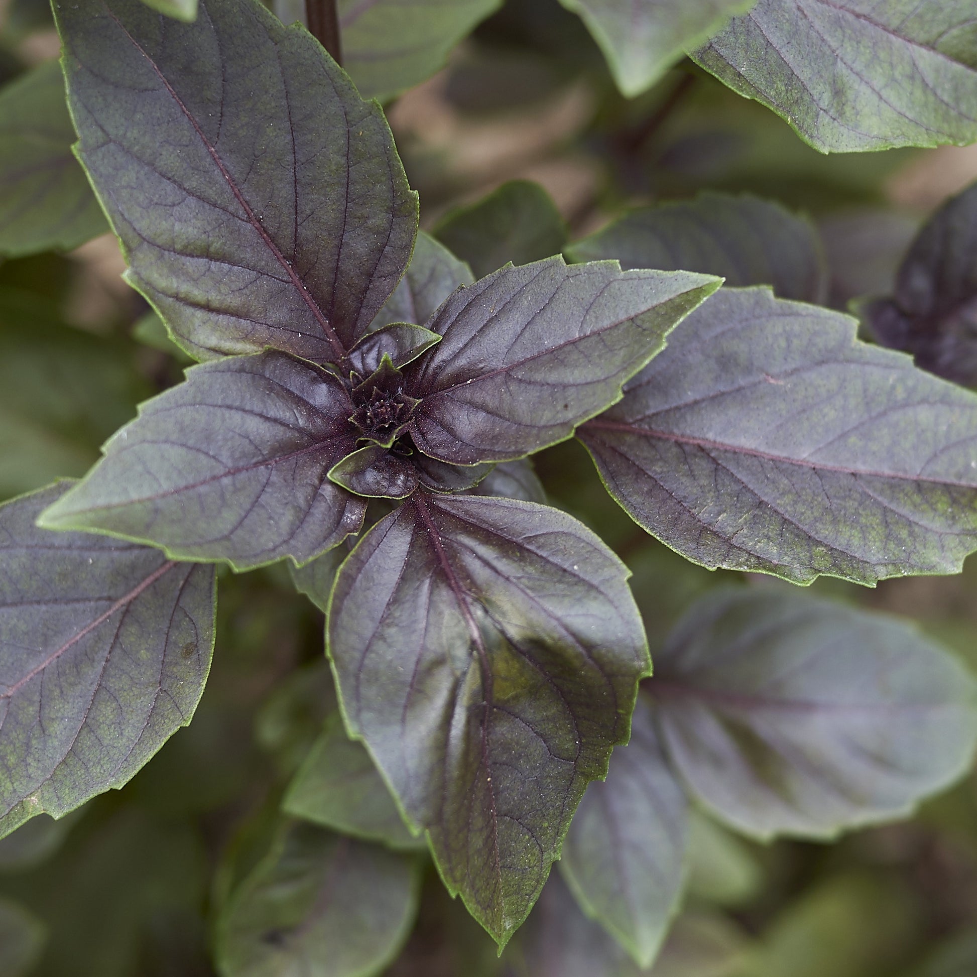 Purpur-Basilikum Pflanze - Ocimum basilicum purpurascens - Bakker