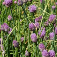 Allium schoenoprasum - Schnittlauch Pflanze - Kräuterpflanzen