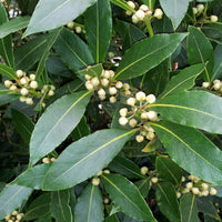 Lorbeer Pflanze - Laurus nobilis - Bakker