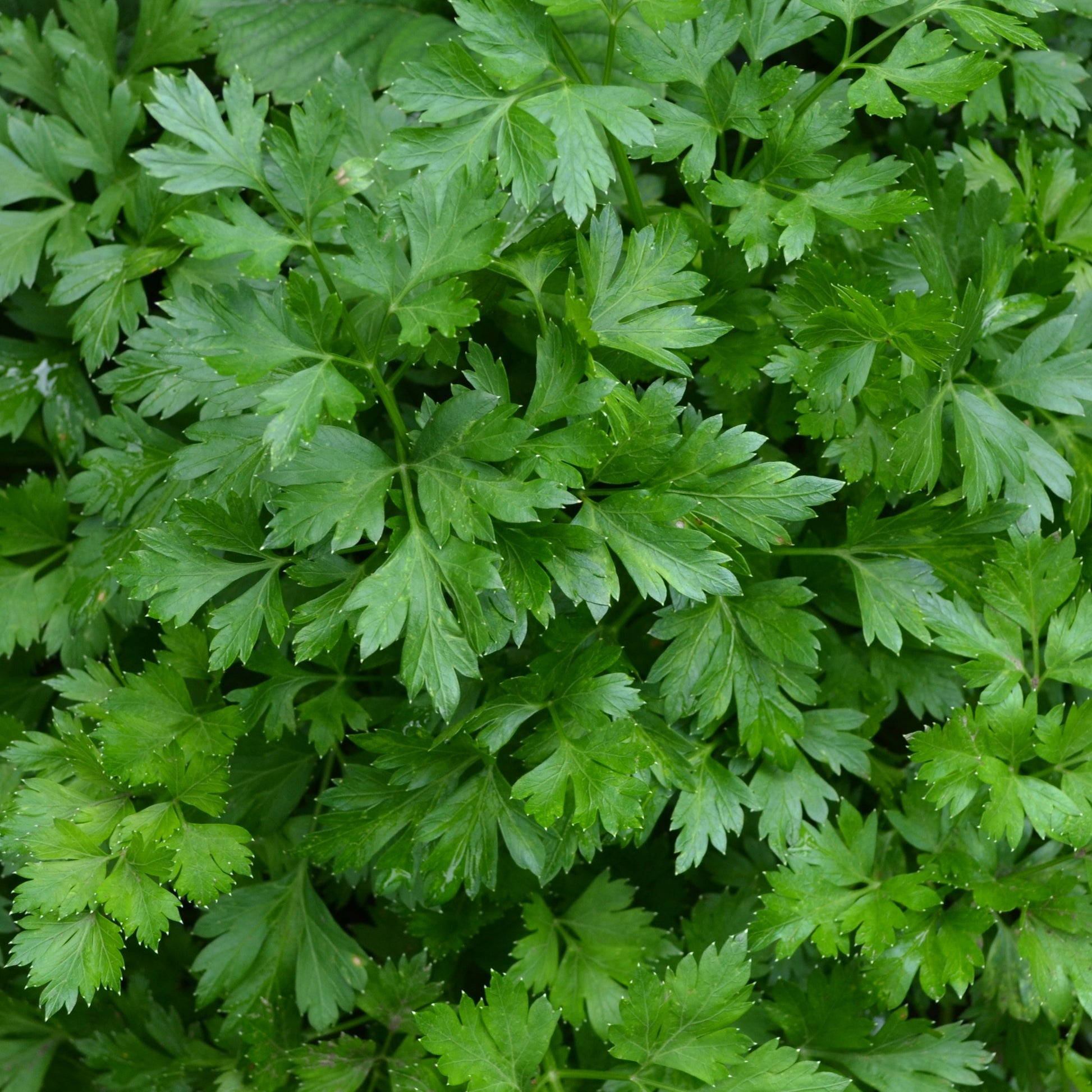 Glatte Petersilie Pflanze - Petroselinum crispum - Bakker