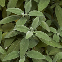 Salbei Pflanze - Salvia officinalis - Bakker