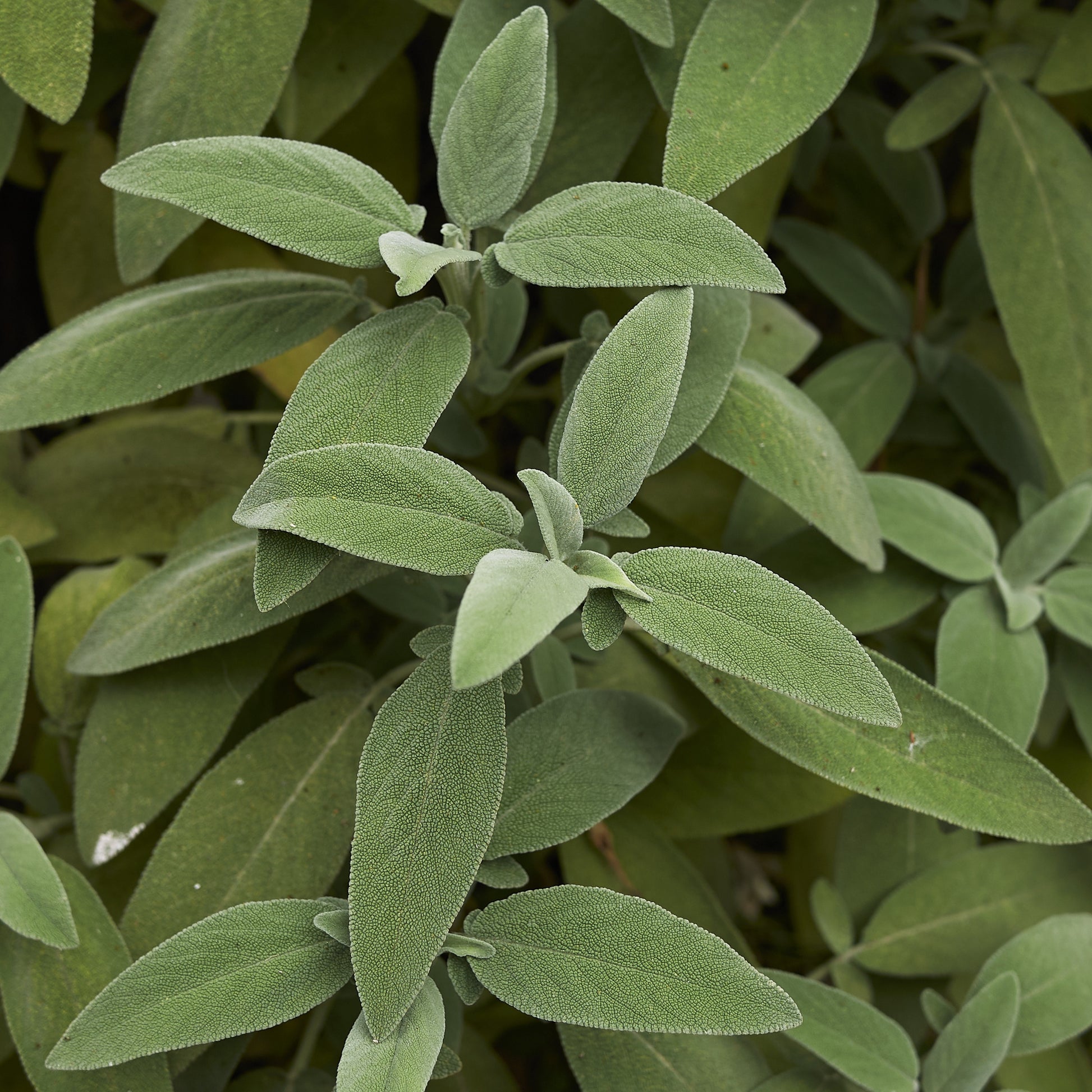 Salbei Pflanze - Salvia officinalis - Bakker