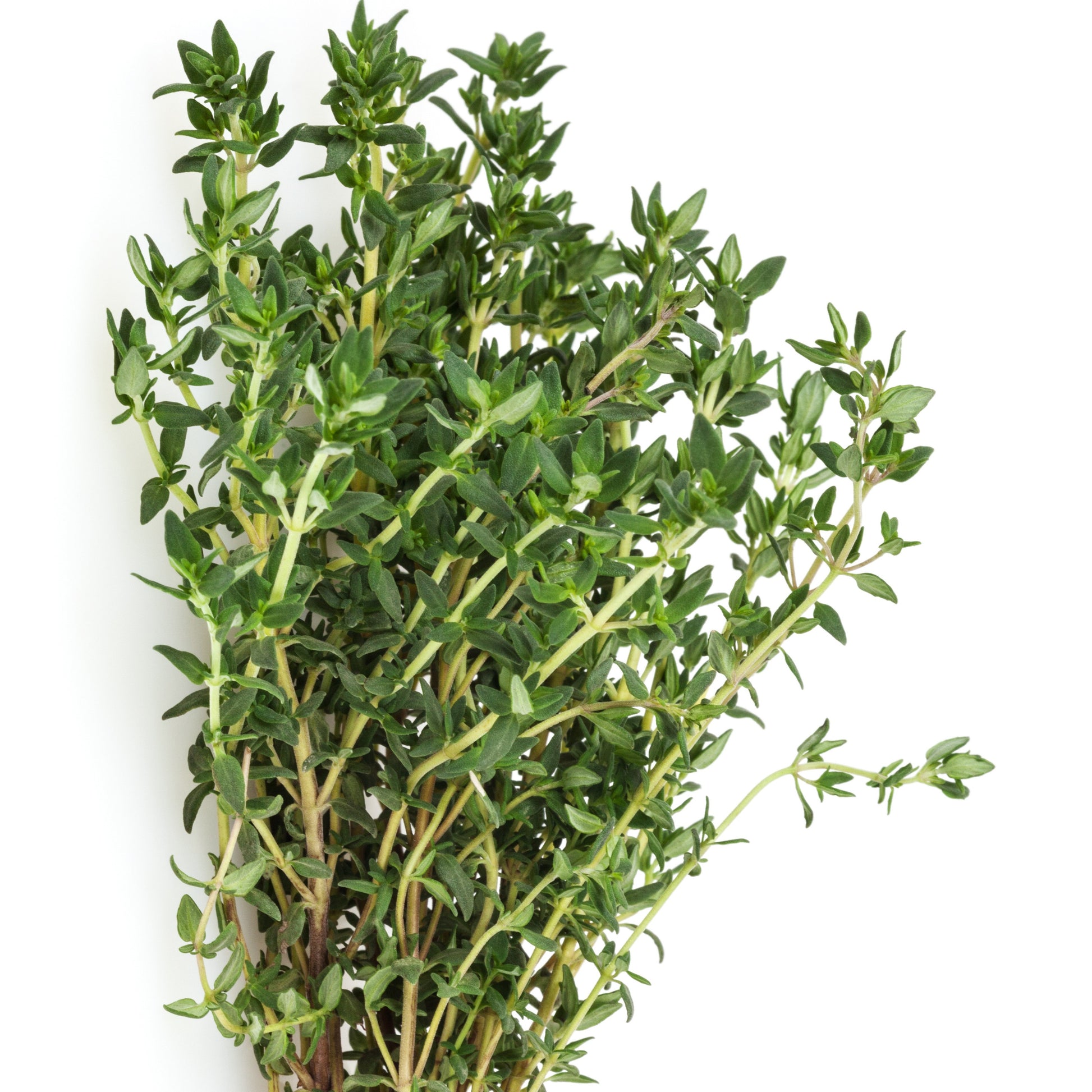Thymus vulgaris - Thymian Pflanze - Thymian