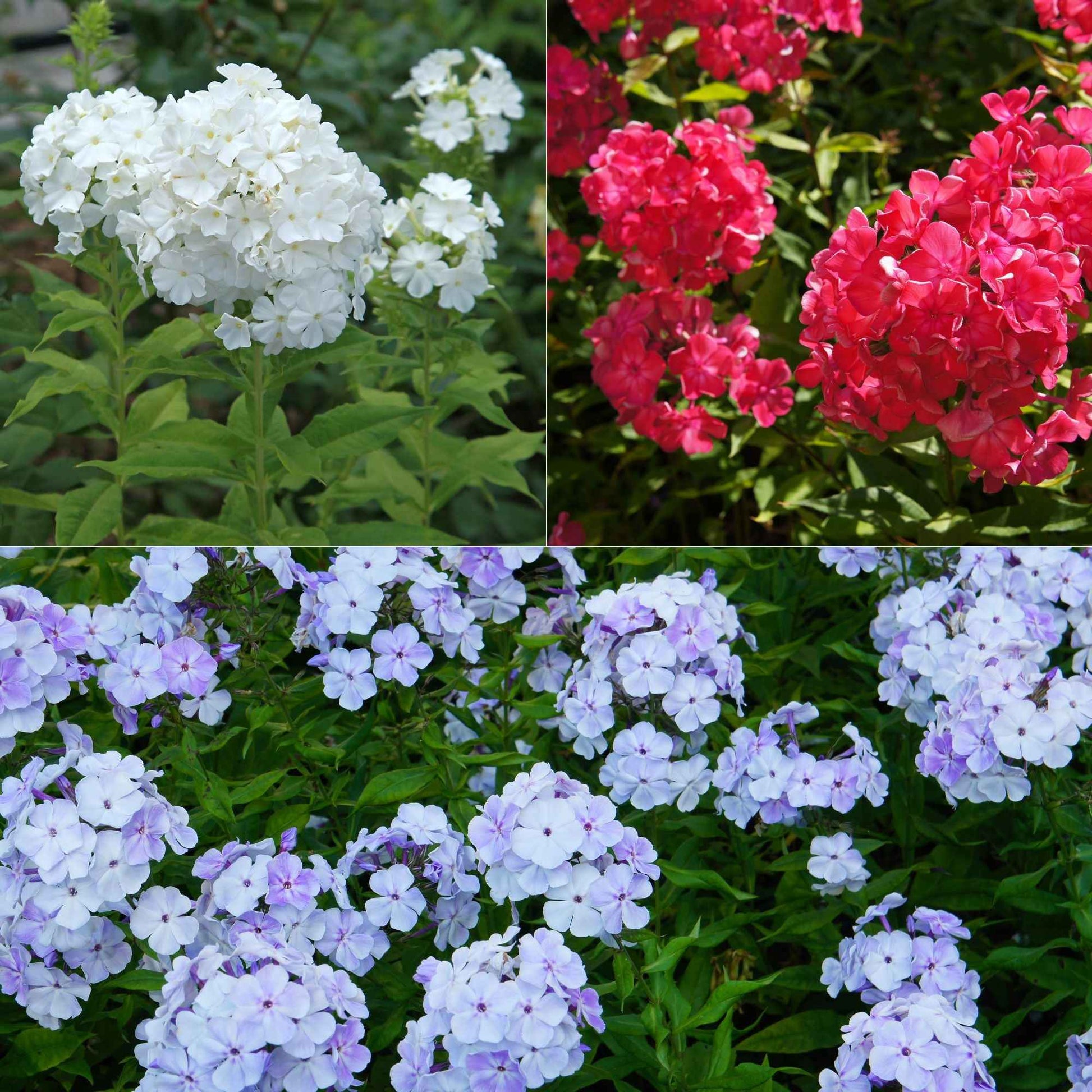 Flammenblume (rot, blau, weiß) (x3) - Bakker