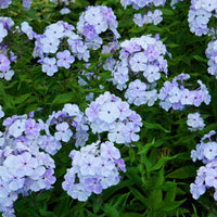 Flammenblume (rot, blau, weiß) (x3) - Phlox paniculata - Bakker