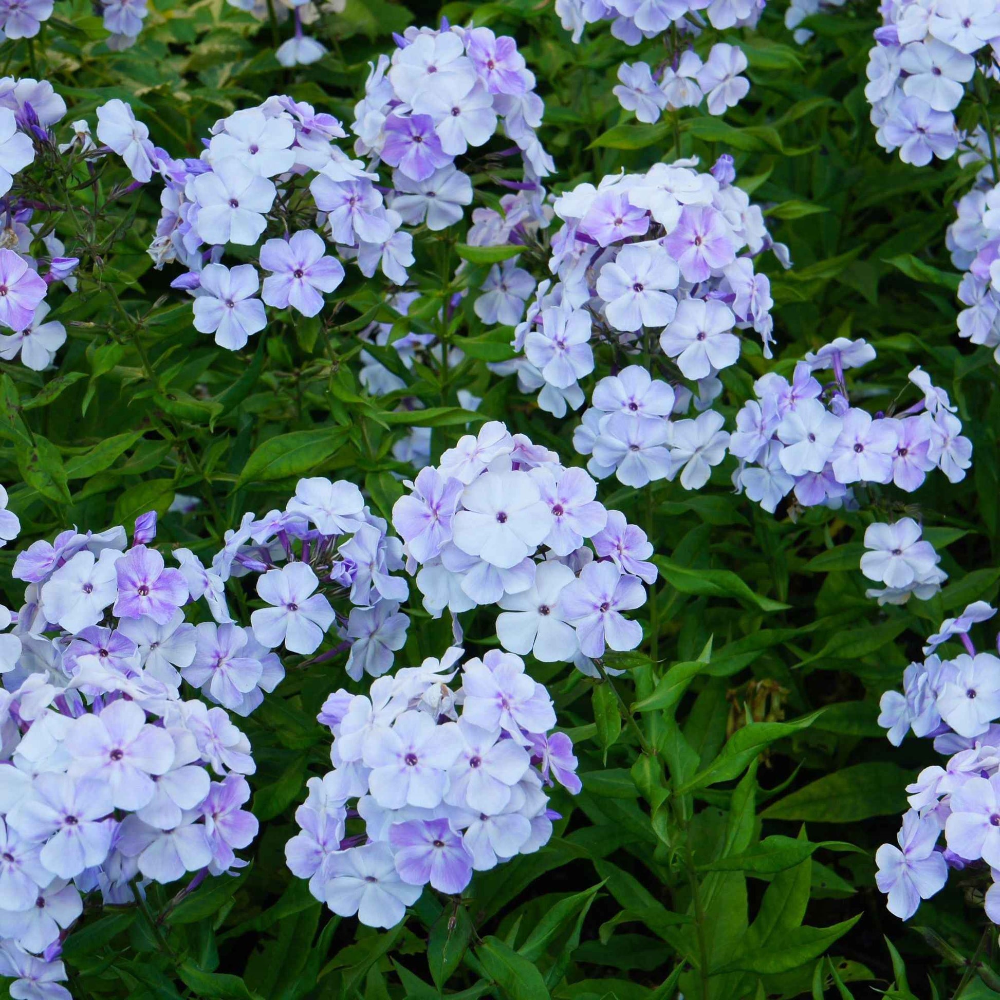 Flammenblume (rot, blau, weiß) (x3) - Phlox paniculata - Bakker