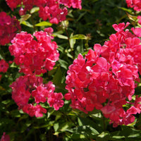 Phlox paniculata - Flammenblume (rot, blau, weiß) (x3) - Phlox