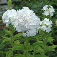 Phlox - Flammenblume (rot, blau, weiß) (x3) - Phlox paniculata