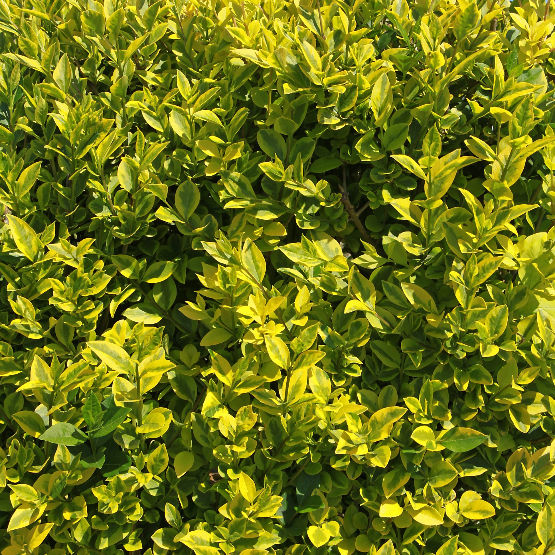 Goldliguster Aureum - Ligustrum ovalifolium Aureum - Bakker