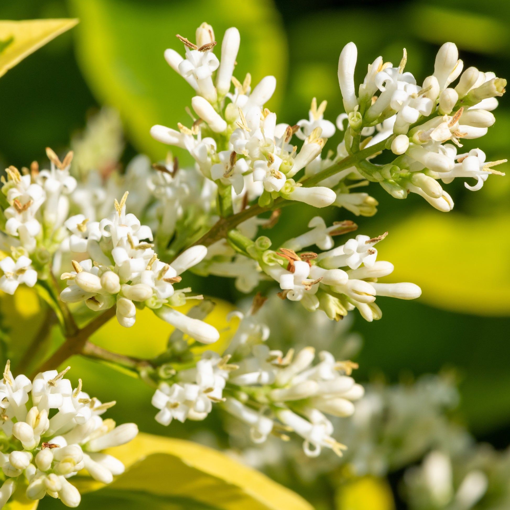 Ligustrum ovalifolium Aureum - Goldliguster Aureum - Heckensträucher