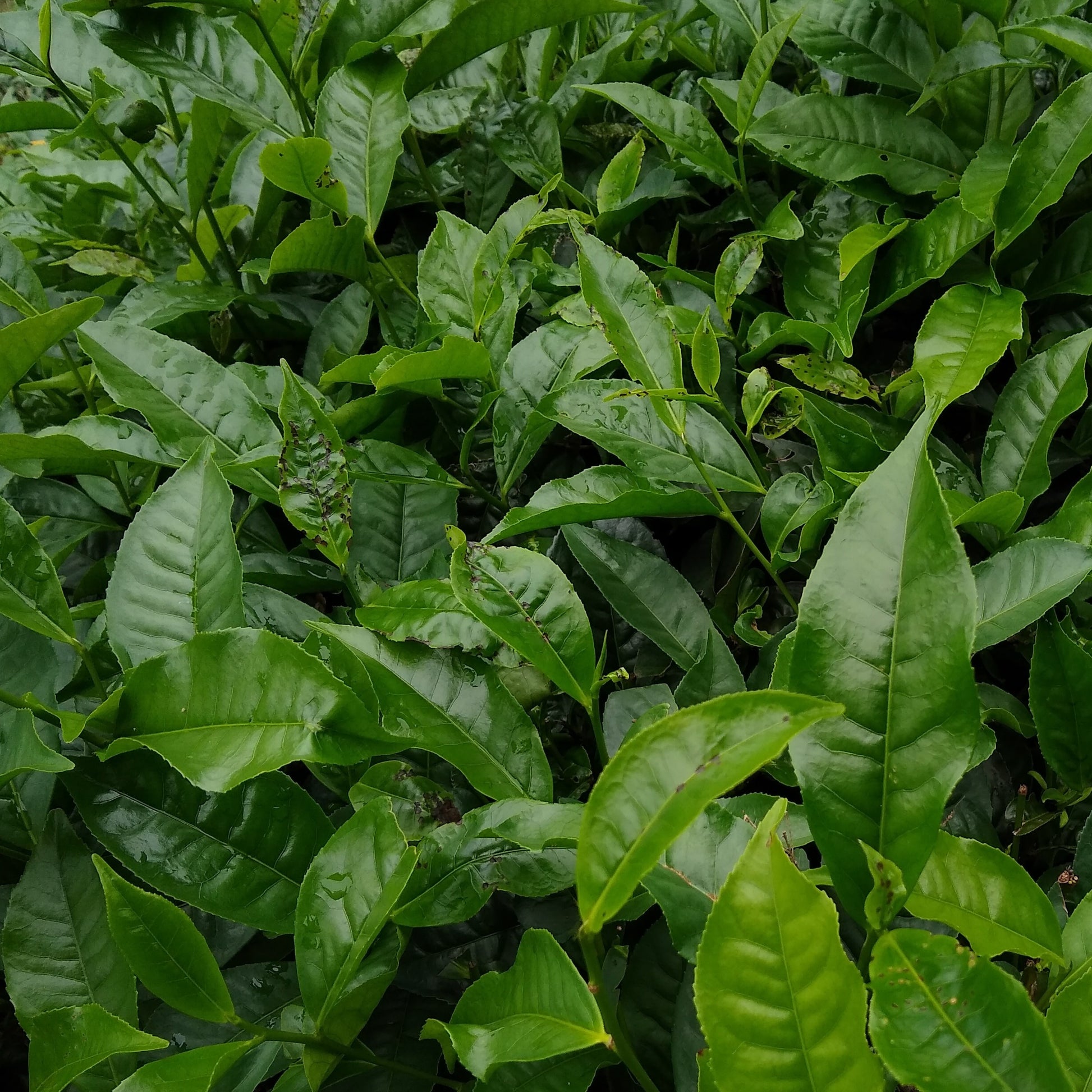 Teestrauch - Camellia sinensis - Bakker