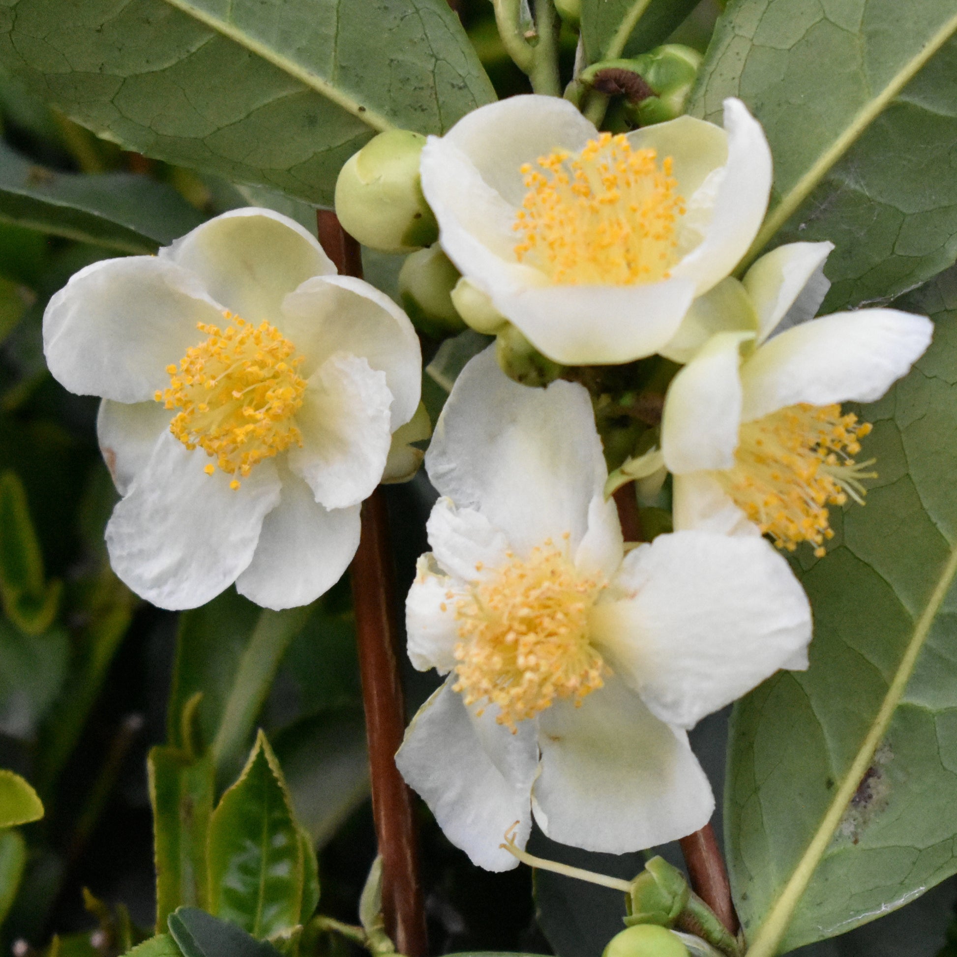 Camellia sinensis - Teestrauch - Zimmerpflanzen
