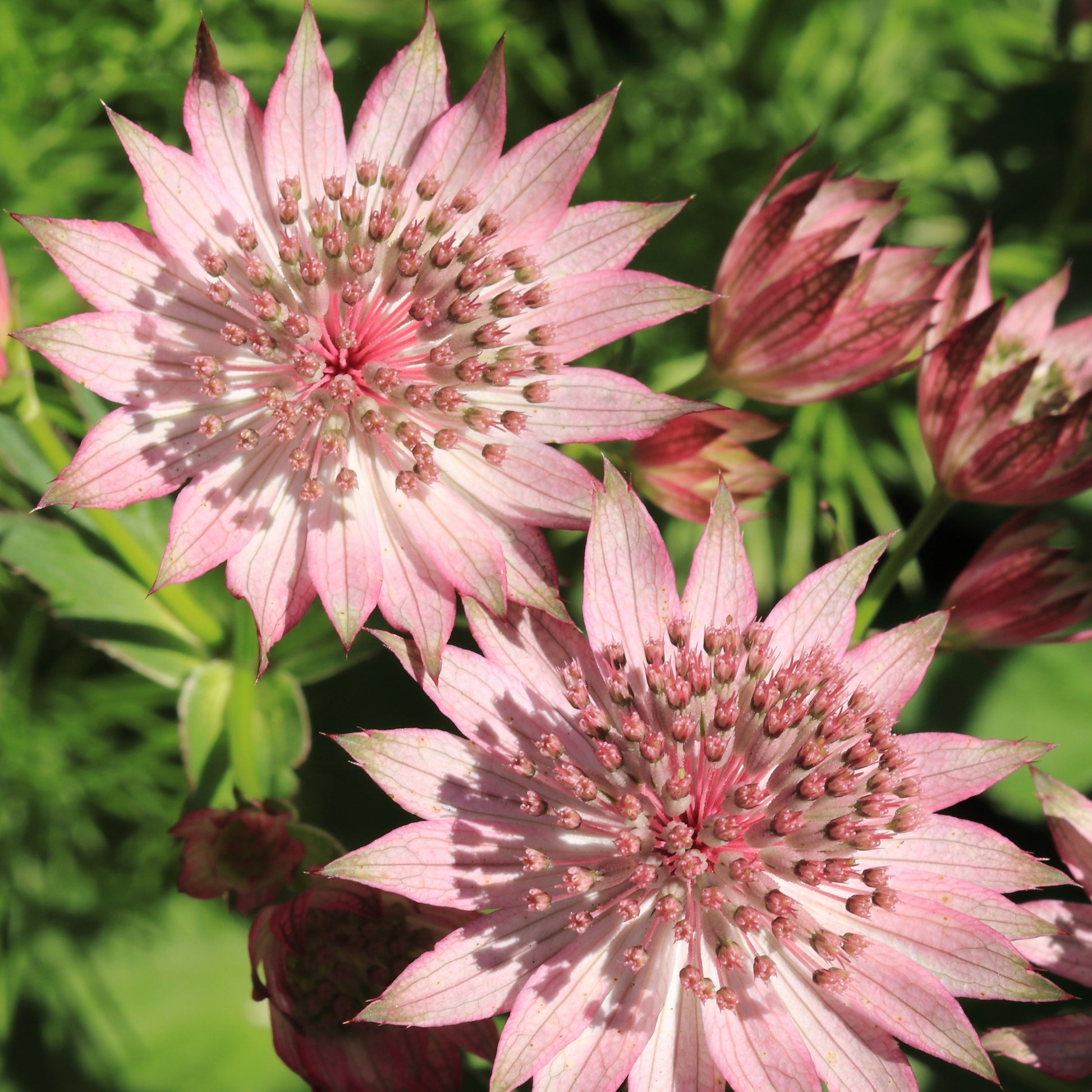 Sterndolde Rosea (x3) - Astrantia major rosea - Bakker
