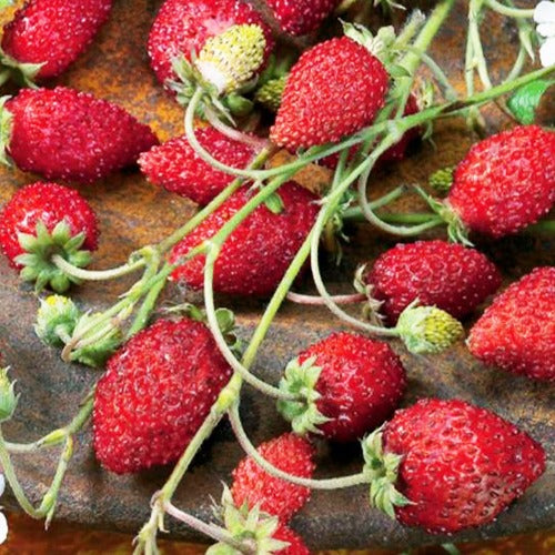 Walderdbeere ‘Rügen’ - Fragaria vesca ruegen - Bakker