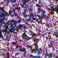 Bio-Kräuter - Rotblättriger Basilikum Dark Opal Bio - Ocimum basilicum dark opal