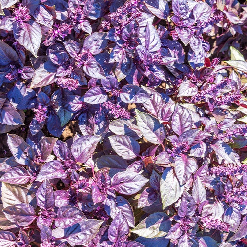 Bio-Kräuter - Rotblättriger Basilikum Dark Opal Bio - Ocimum basilicum dark opal