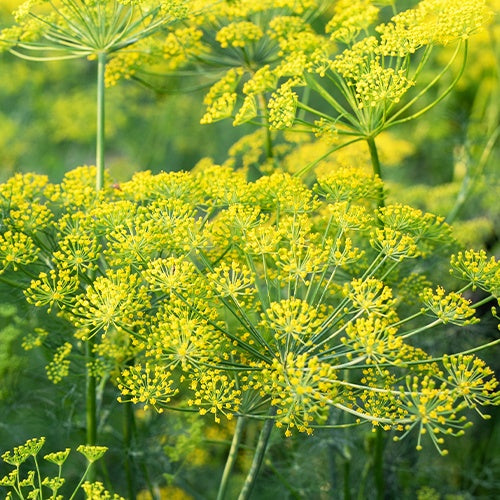Dill ‘Bouquet’ Bio - Anethum graveolens - Bakker